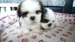 Shih Tzu  Tri Color - Shih Tzu Dog