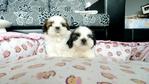 Shih Tzu  Tri Color - Shih Tzu Dog