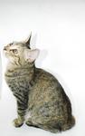 Smallie - Domestic Short Hair Cat