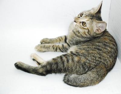 Smallie - Domestic Short Hair Cat