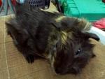 PF23749 - Guinea Pig Small & Furry