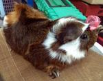 PF23749 - Guinea Pig Small & Furry