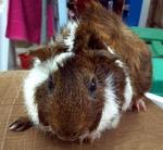 PF23749 - Guinea Pig Small & Furry