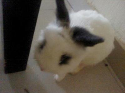 Laleh And Lala - Angora Rabbit + English Lop Rabbit