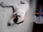 Jacky - Jack Russell Terrier Dog