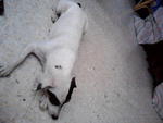 Jacky - Jack Russell Terrier Dog