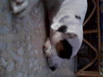 Jacky - Jack Russell Terrier Dog