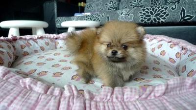 Tiny Orange Pomeranian  For Sale - Pomeranian Dog