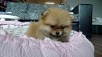 Tiny Orange Pomeranian  For Sale - Pomeranian Dog