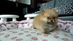 Tiny Orange Pomeranian  For Sale - Pomeranian Dog