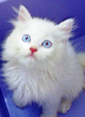 Persian Kitten - Persian Cat