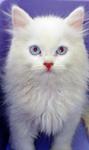 Persian Kitten - Persian Cat