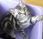 American Shorthair - American Shorthair Cat