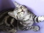 American Shorthair - American Shorthair Cat