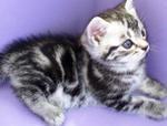 American Shorthair - American Shorthair Cat