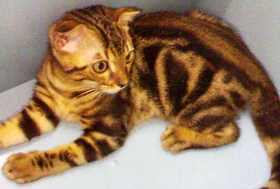 Bengal - Bengal Cat