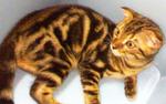 Bengal - Bengal Cat