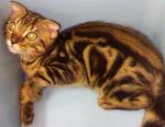 Bengal - Bengal Cat