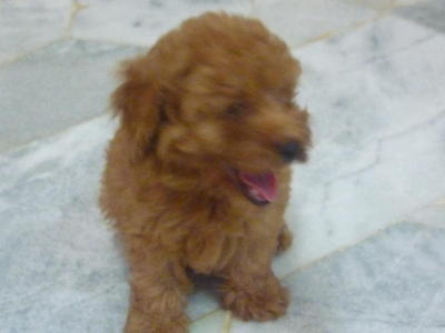 Toy Poodle - Poodle Dog