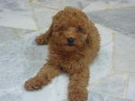 Toy Poodle - Poodle Dog