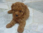 Toy Poodle - Poodle Dog