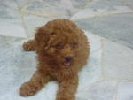 Toy Poodle - Poodle Dog