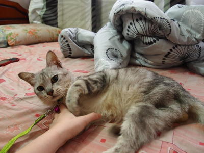 Grey  - American Shorthair Cat