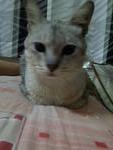 Grey  - American Shorthair Cat