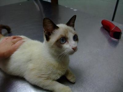 Puteri - Snowshoe Cat