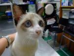 Puteri - Snowshoe Cat