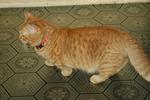 Martin - Munchkin Cat