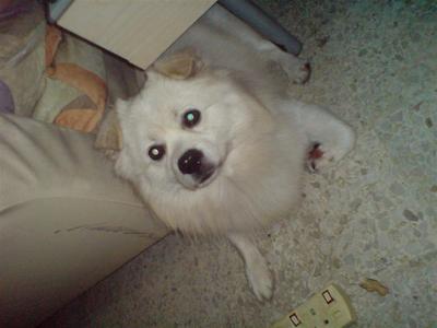 Malemix Spitz Female Spitz+shih Tzu - Mixed Breed Dog