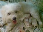 Malemix Spitz Female Spitz+shih Tzu - Mixed Breed Dog