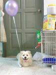 Malemix Spitz Female Spitz+shih Tzu - Mixed Breed Dog