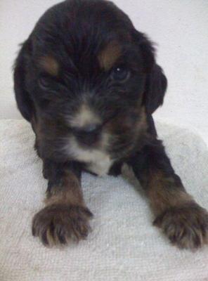 English Cocker Spaniel - Cocker Spaniel Dog