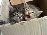 3 kittens rescued on Nov 2011 ; 2 male kitten being adopted