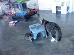 3 weeks old Whiskey playing with 4 months old kittens