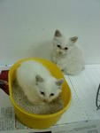 2 female kittens rescued on Feb 2012