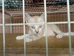 Lynx-kitten rescued from Bg Ajam on 9th June 2012