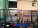 Cage 1:  6'H x 6'L x3'W(Smokey,Nero,Whiskey & Tabby) 