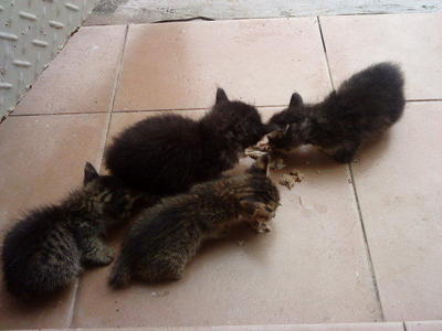 My 7 Female Kittens - Domestic Short Hair + Persian Cat