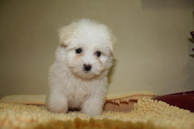 Tiny Maltese - Maltese Dog