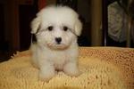 Tiny Maltese - Maltese Dog