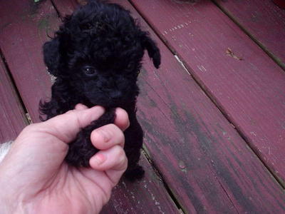 Teacup Tiny Poodle Puppy Small Size - Poodle Dog