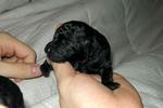 Teacup Tiny Poodle Puppy Small Size - Poodle Dog