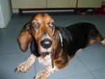 Dogdog - Basset Hound Dog