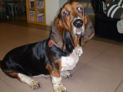 Dogdog - Basset Hound Dog