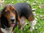 Dogdog - Basset Hound Dog