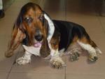 Dogdog - Basset Hound Dog