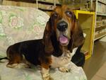 Dogdog - Basset Hound Dog